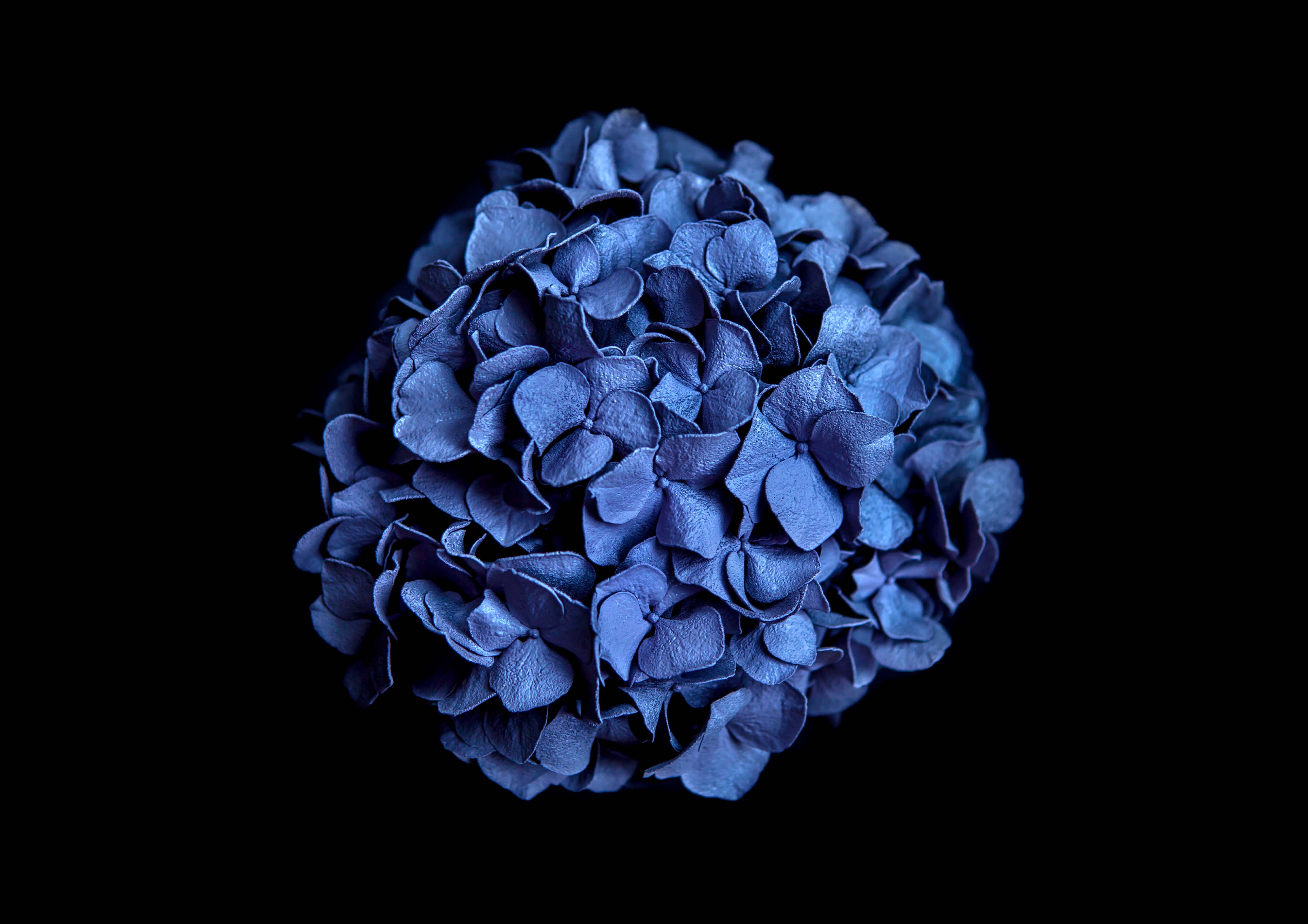 Taideteos, jossa mustalla pohjalla violetti orgaaninen hahmo, joka muistuttaa kukkaa tai solua